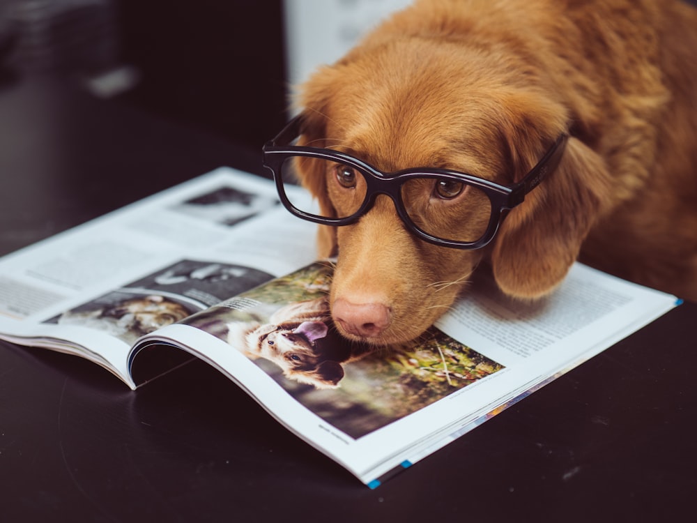 Dog Reading Pictures | Download Free Images on Unsplash