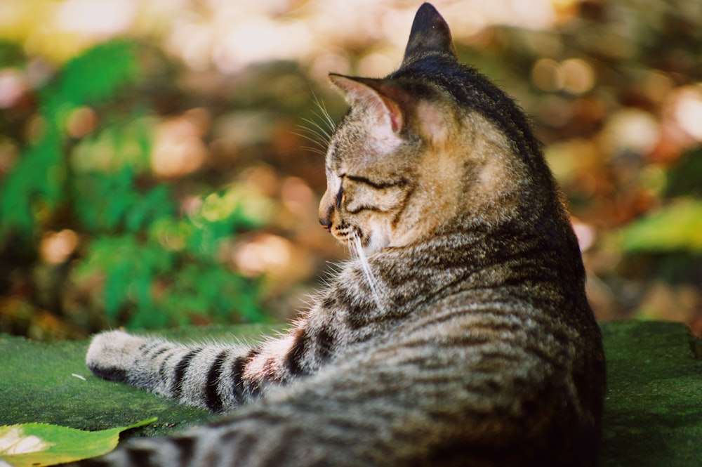 brown tabby cat lying on green grass during daytime