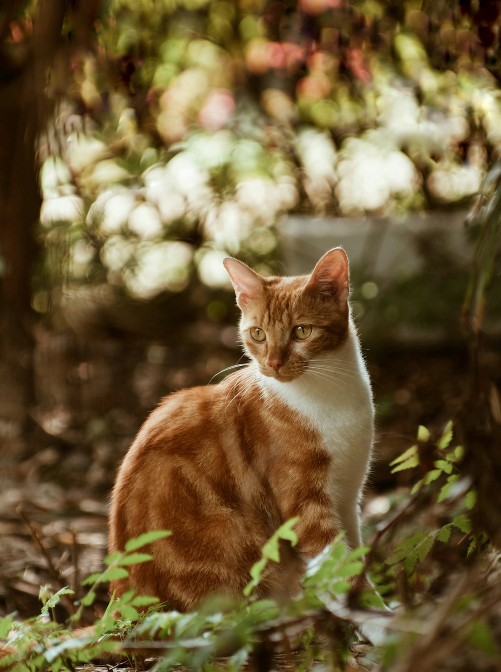 Gato atigrado naranja y blanco en hierba verde durante el día