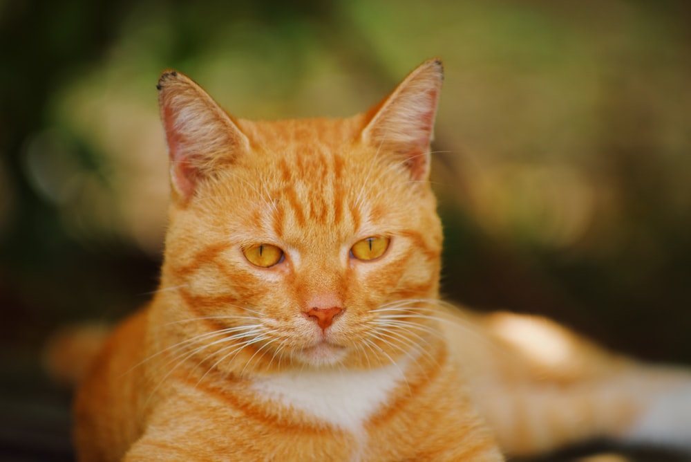 orange tabby cat on brown textile