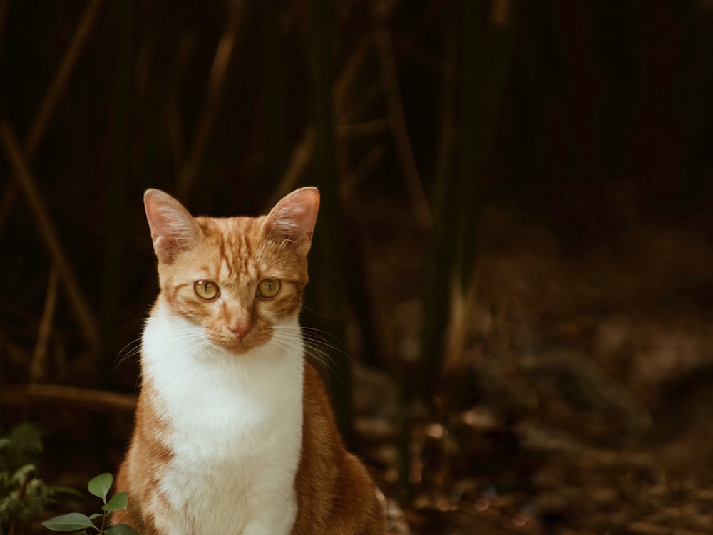 Gato naranja y blanco en el suelo