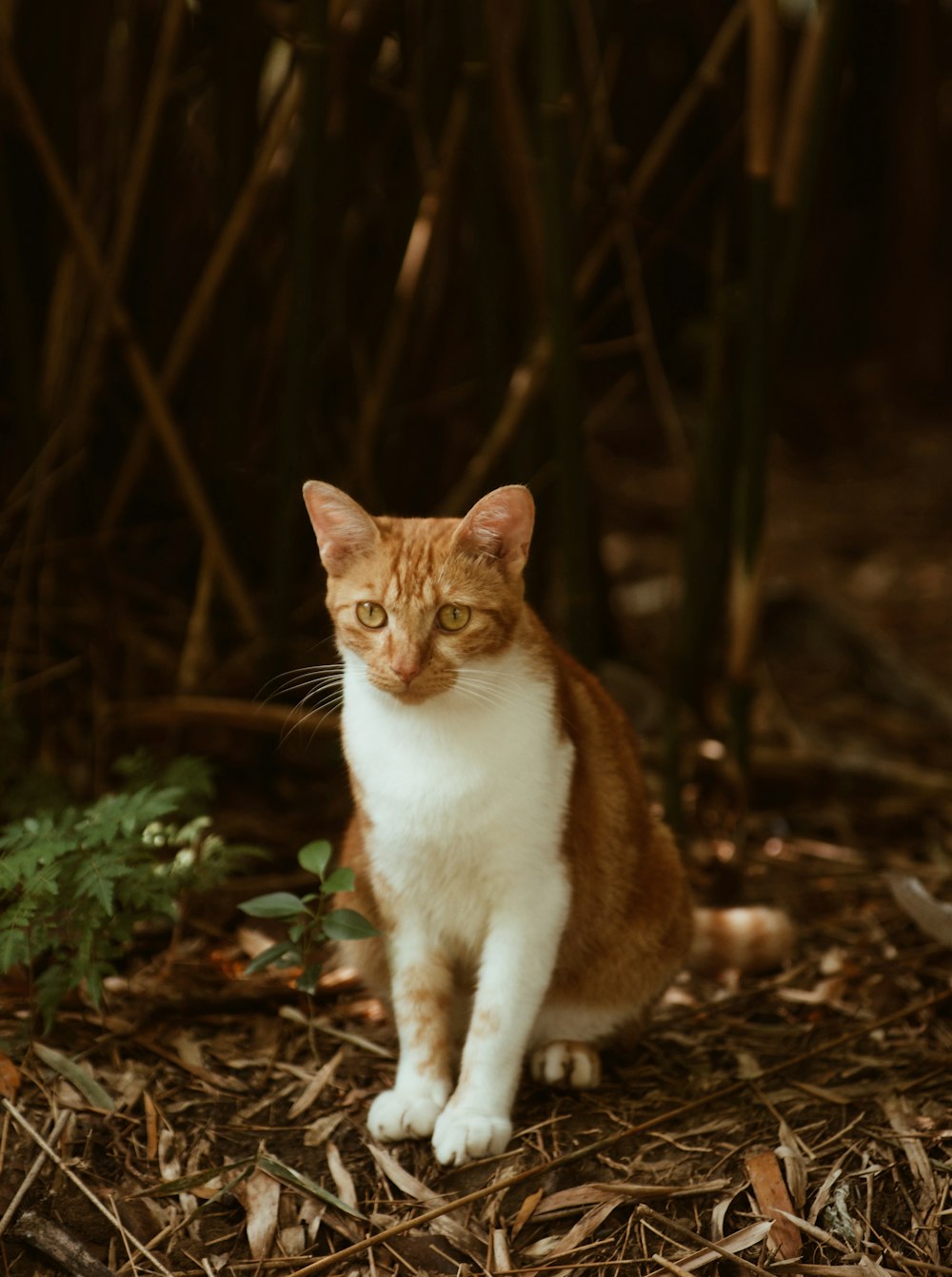 Gato naranja y blanco en el suelo