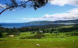 A lush, green pasture stretches out towards a large body of water under a bright blue sky with scattered clouds. Numerous sheep are grazing on the grass, creating a peaceful rural scene. Rolling hills and dense clusters of trees form the backdrop along with distant mountains.