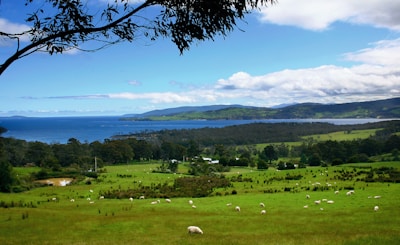 A lush, green pasture stretches out towards a large body of water under a bright blue sky with scattered clouds. Numerous sheep are grazing on the grass, creating a peaceful rural scene. Rolling hills and dense clusters of trees form the backdrop along with distant mountains.