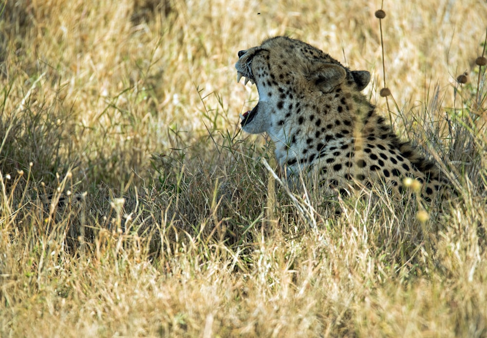 brown and black cheetah