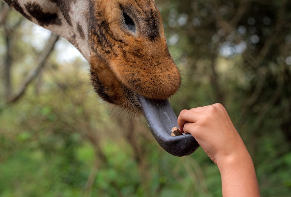 灰色の動物の舌