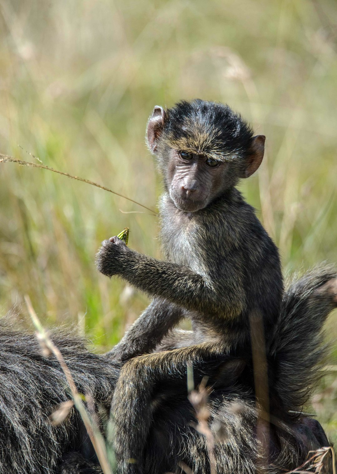 travelers stories about Wildlife in Masai Mara National Reserve, Kenya