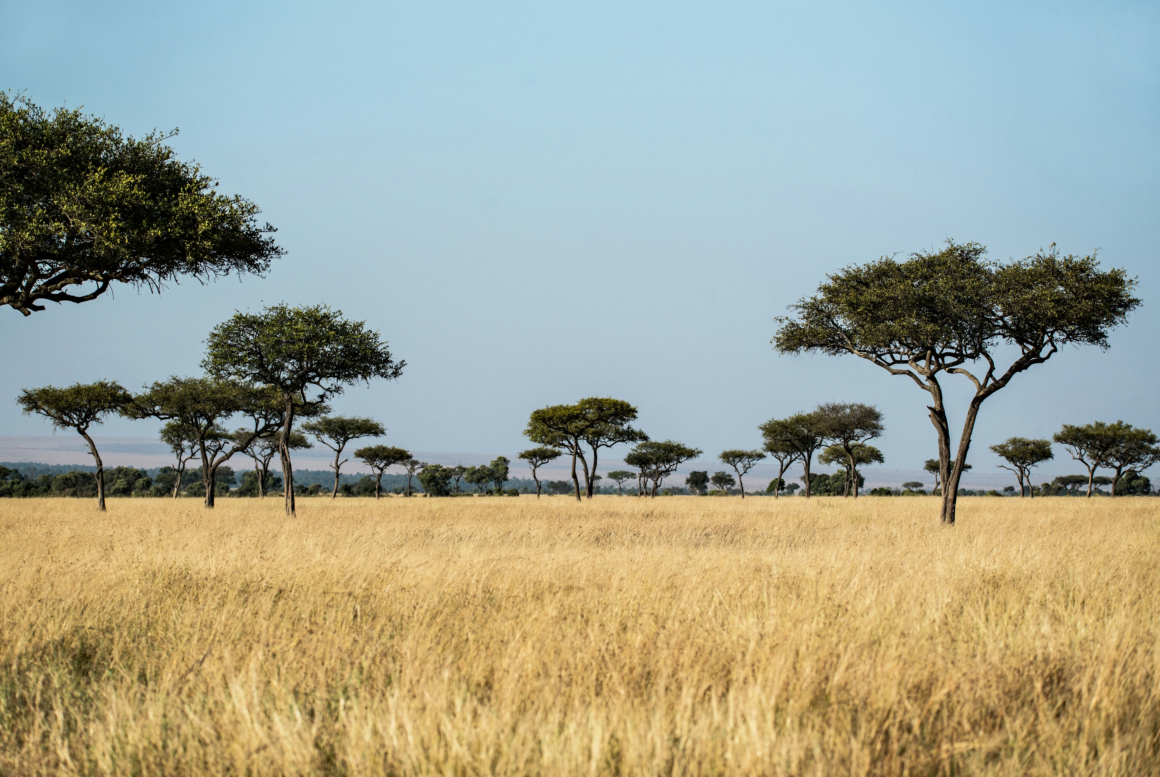 la savana del kenya con una prateria di erba ocra e alberi, un panorama da vedere in kenya durante un safari