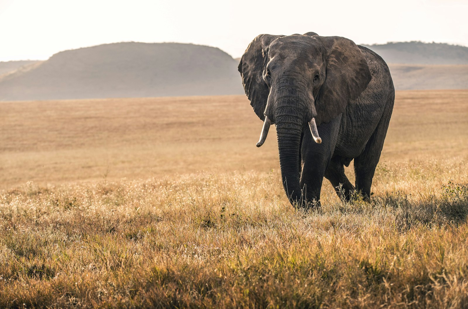 Sigma 150-600mm F5-6.3 DG OS HSM | S sample photo. Elephant on grass during photography