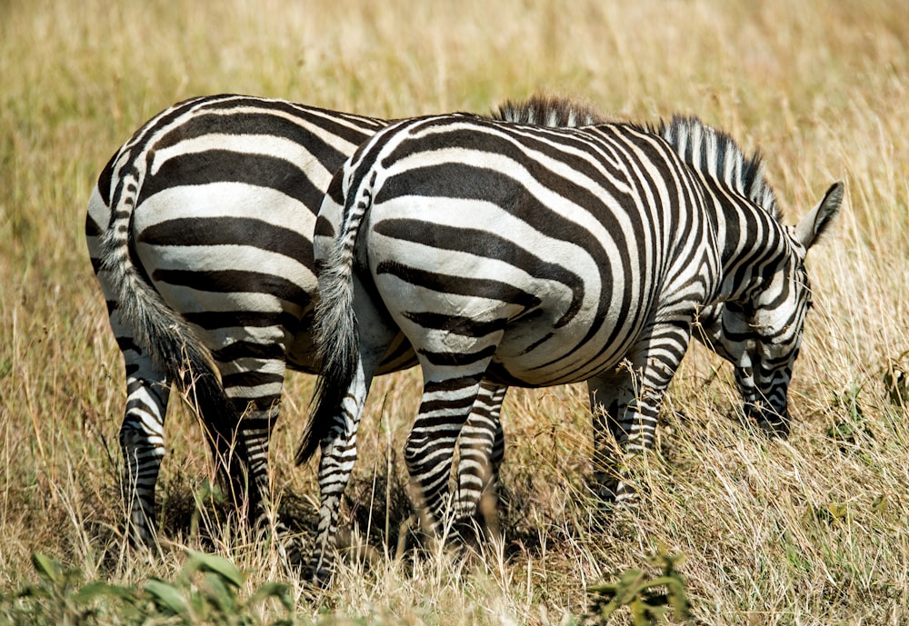 due zebre sul campo di erba verde
