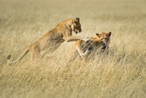 Two lions are interacting in a grassy savanna. One lion is in mid-air, playfully jumping onto another, who is standing on the ground.