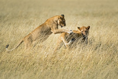 Two lions are interacting in a grassy savanna. One lion is in mid-air, playfully jumping onto another, who is standing on the ground.