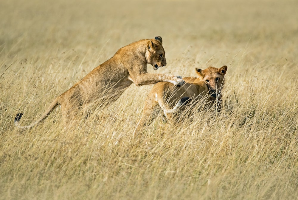 two felines at field