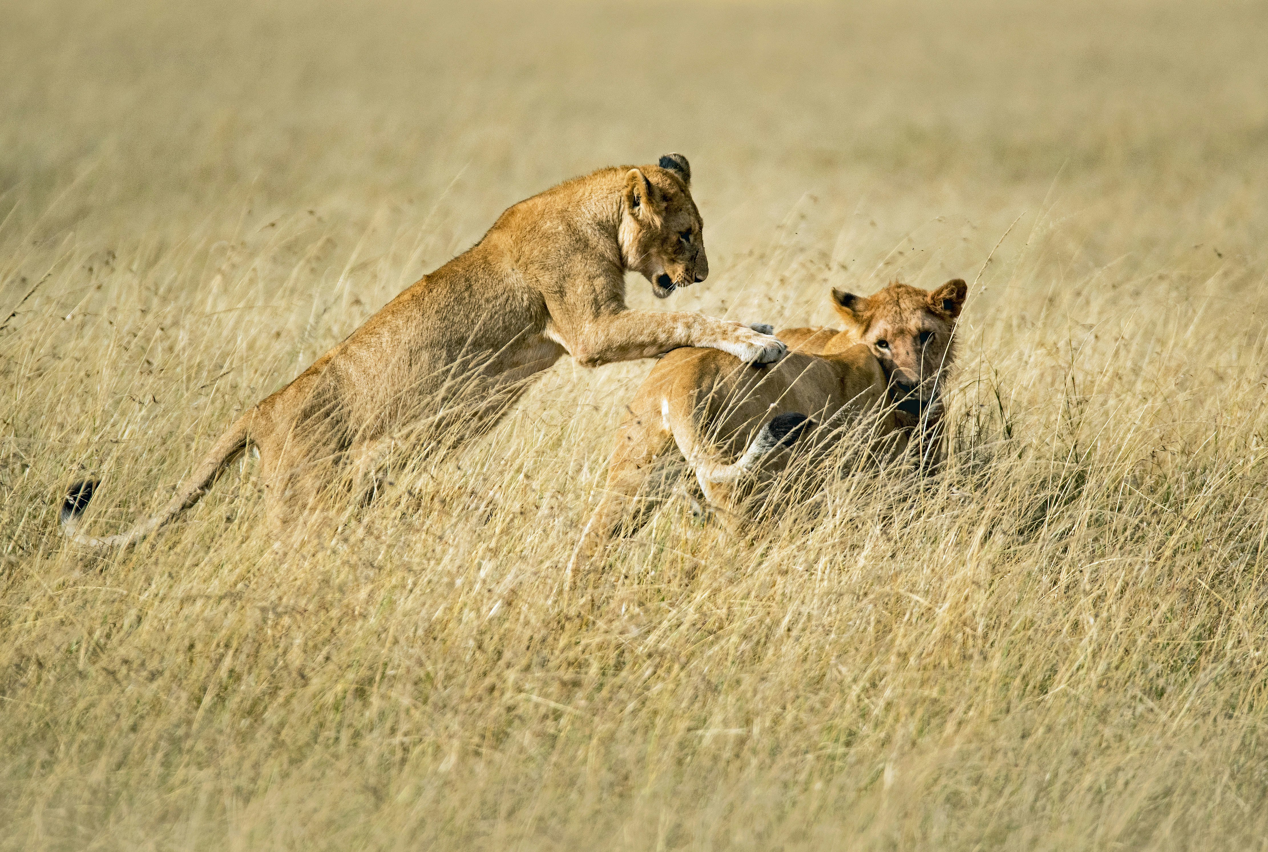 two felines at field