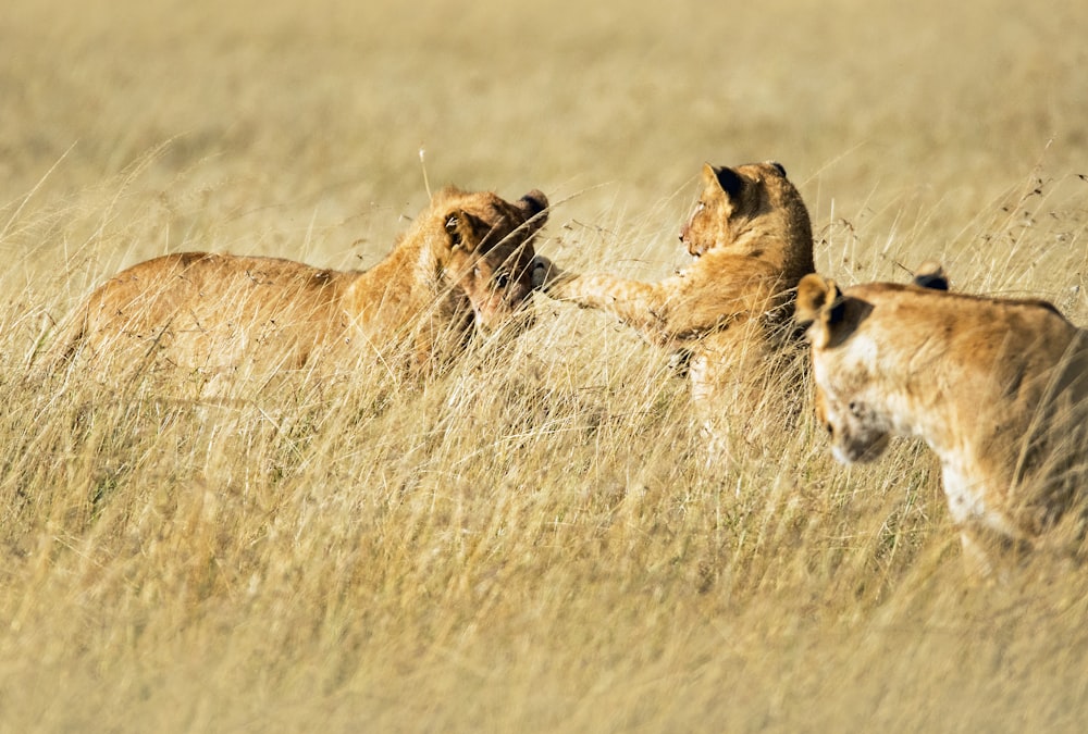 three gold lions on field