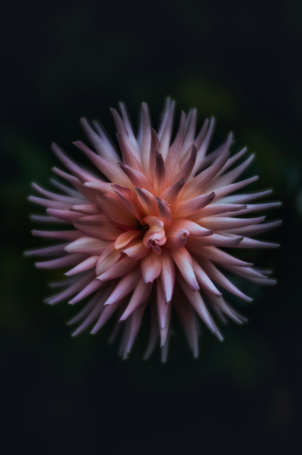 pink cactus dahlia