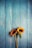 two yellow sunflowers on gray wooden surface