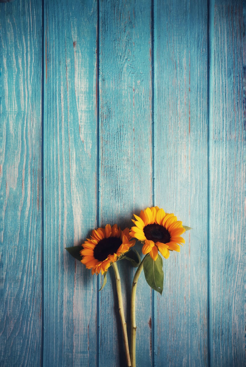 two yellow sunflowers on gray wooden surface