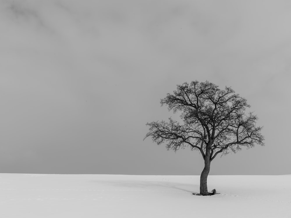foto in scala di grigi dell'albero