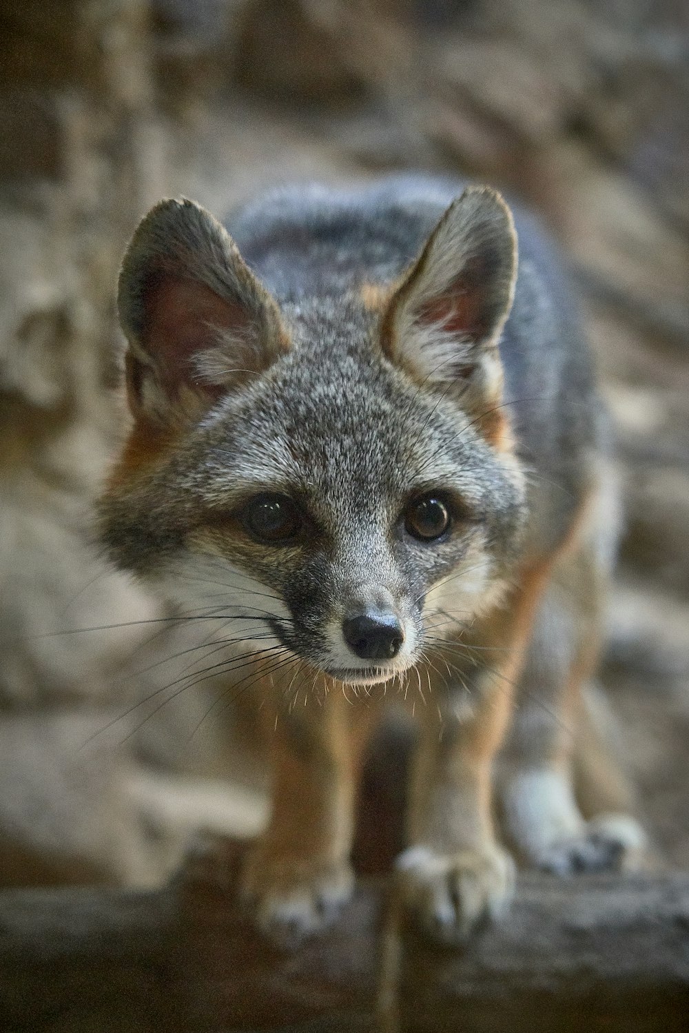 grauer und brauner Fuchs auf grauer Oberfläche