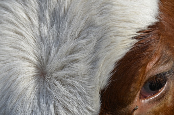 Close-up view of the fur and eye area of an animal, likely a cow, with striking contrast between the white and brown patches of fur. The fur appears soft and well-groomed, with detailed textures visible. A small fly is perched near the animal's eye.