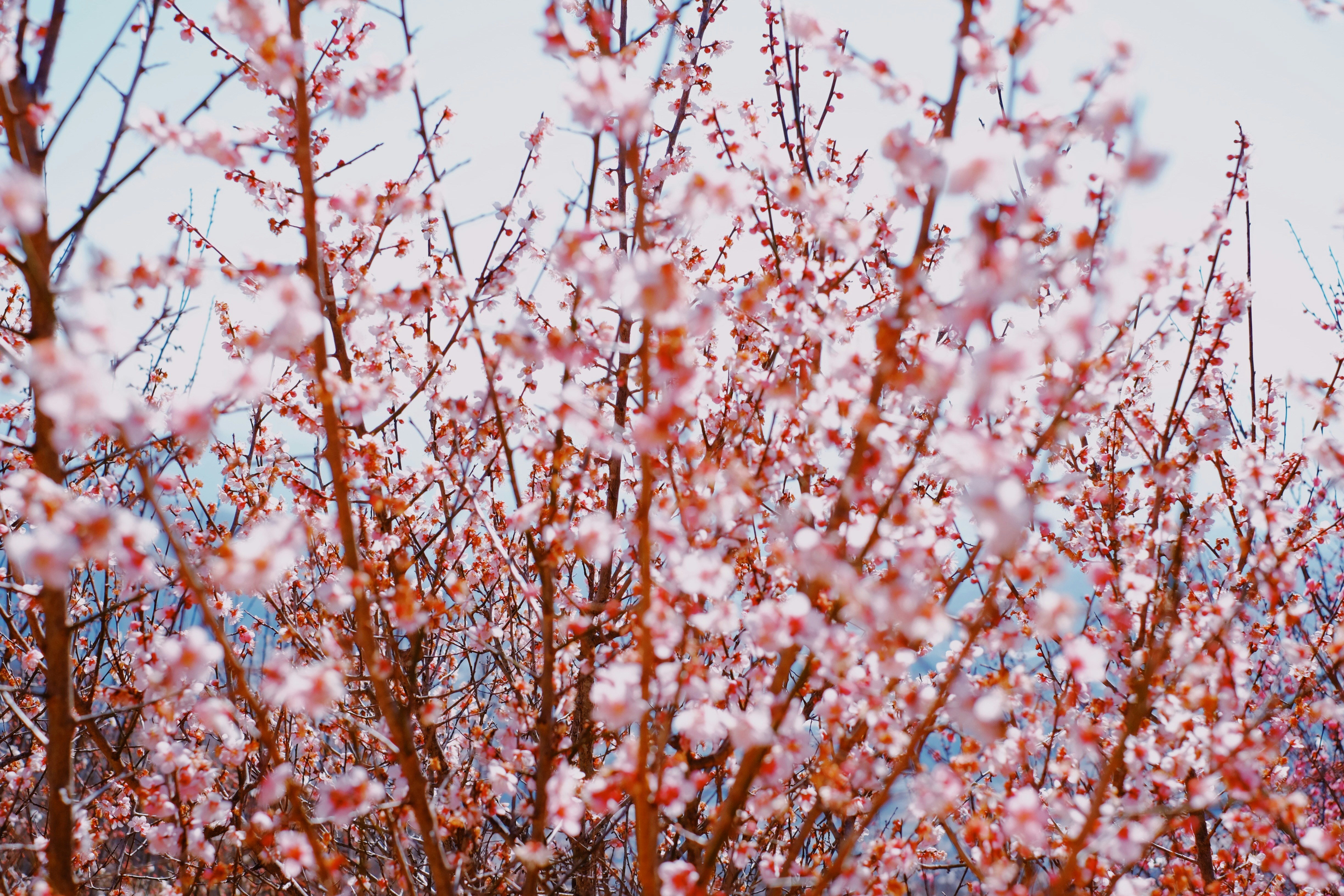 sakura tree