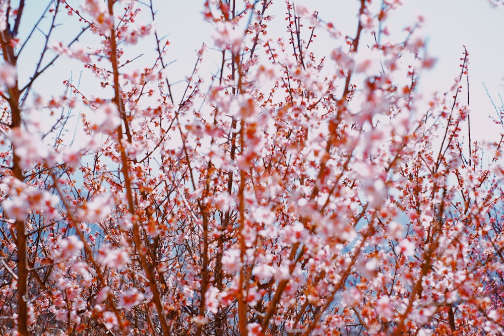 sakura tree