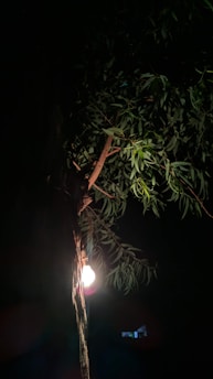 A glowing light bulb is affixed to a tree trunk, illuminating the dark night. The light casts a soft glow on the surrounding green leaves, creating a striking contrast against the predominantly dark background.