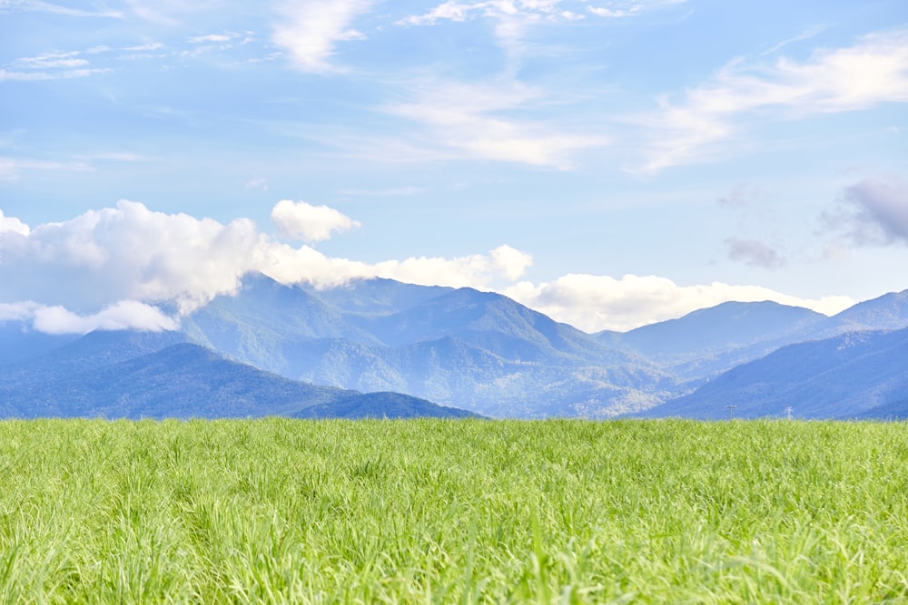 green grass field and mountain at distance