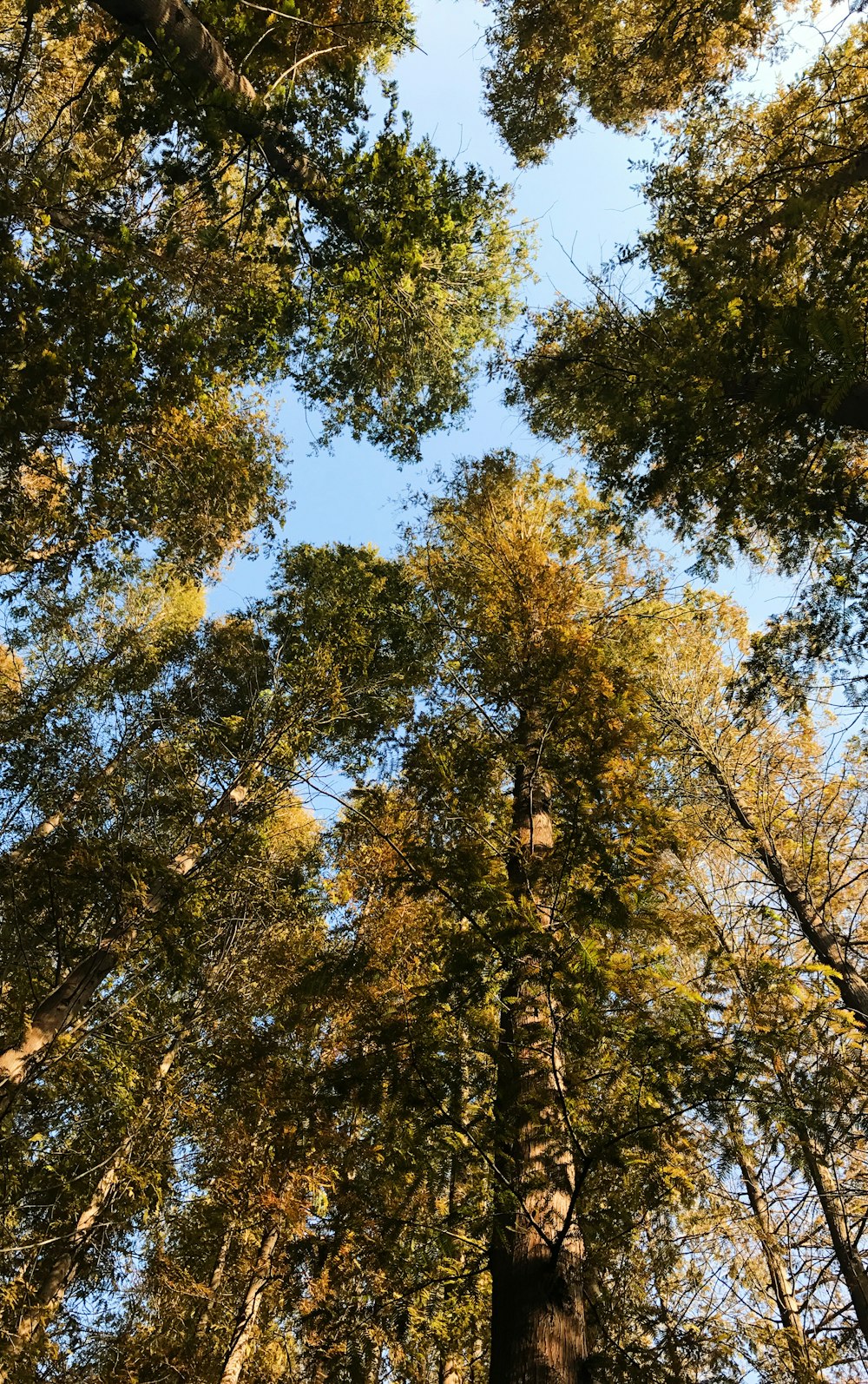 green trees