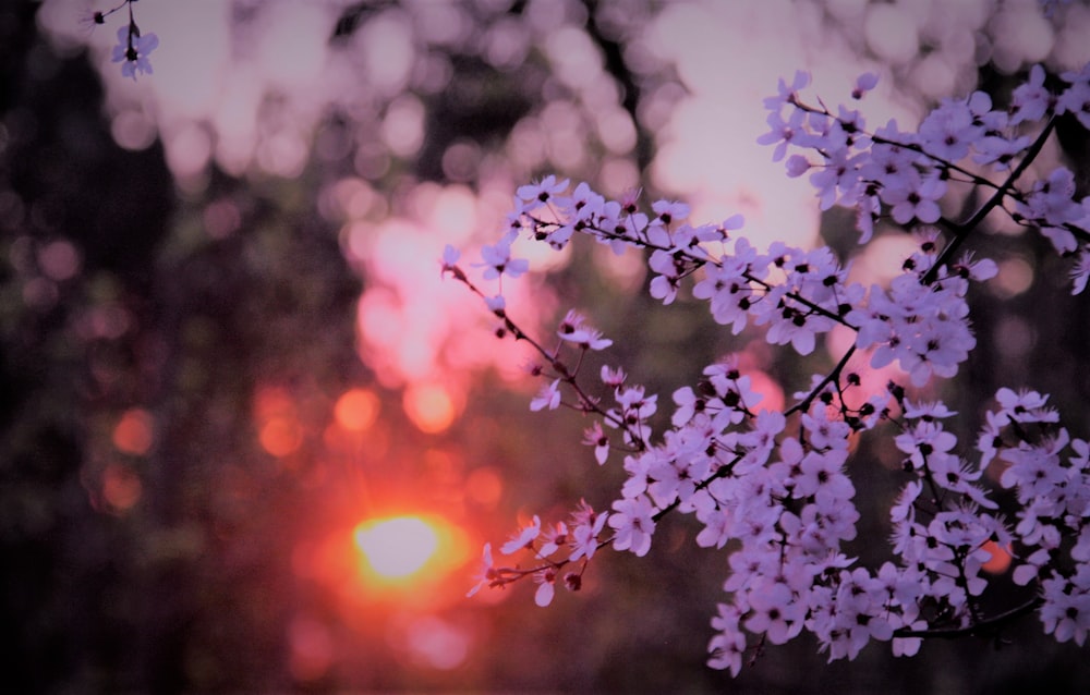 purple petaled flowers during sunset