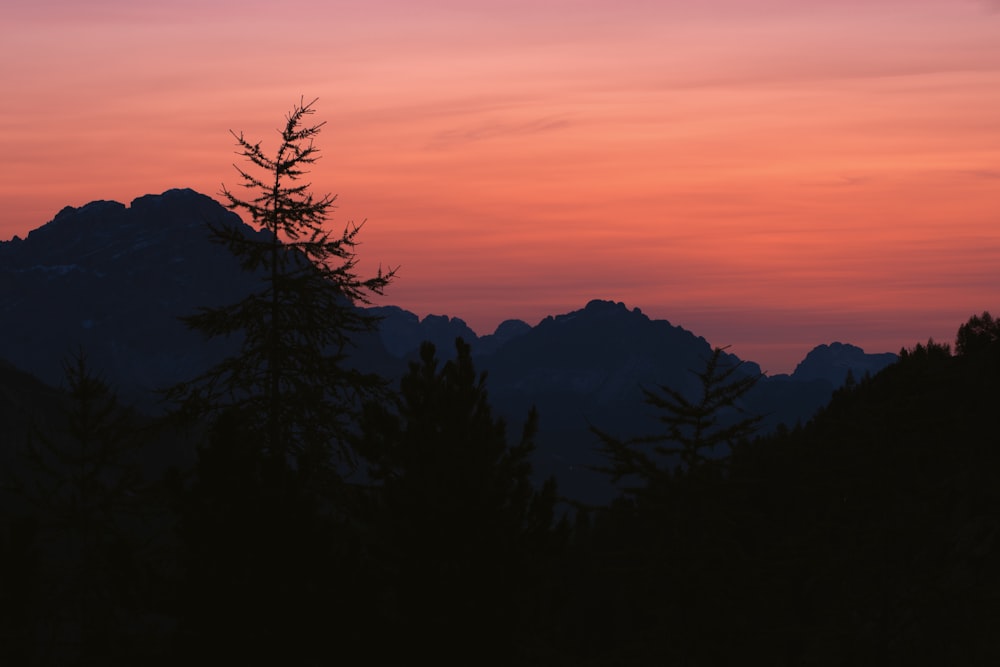 silhouette photo of trees and mountain at golden hour