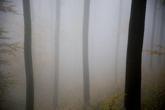 photo of Dorndorf Forest near Festung Ehrenbreitstein