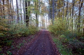 A serene landscape with a path leading through a forest.