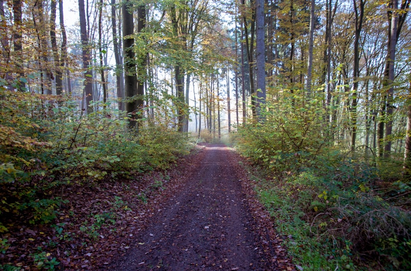 A serene landscape with a path leading through a forest.