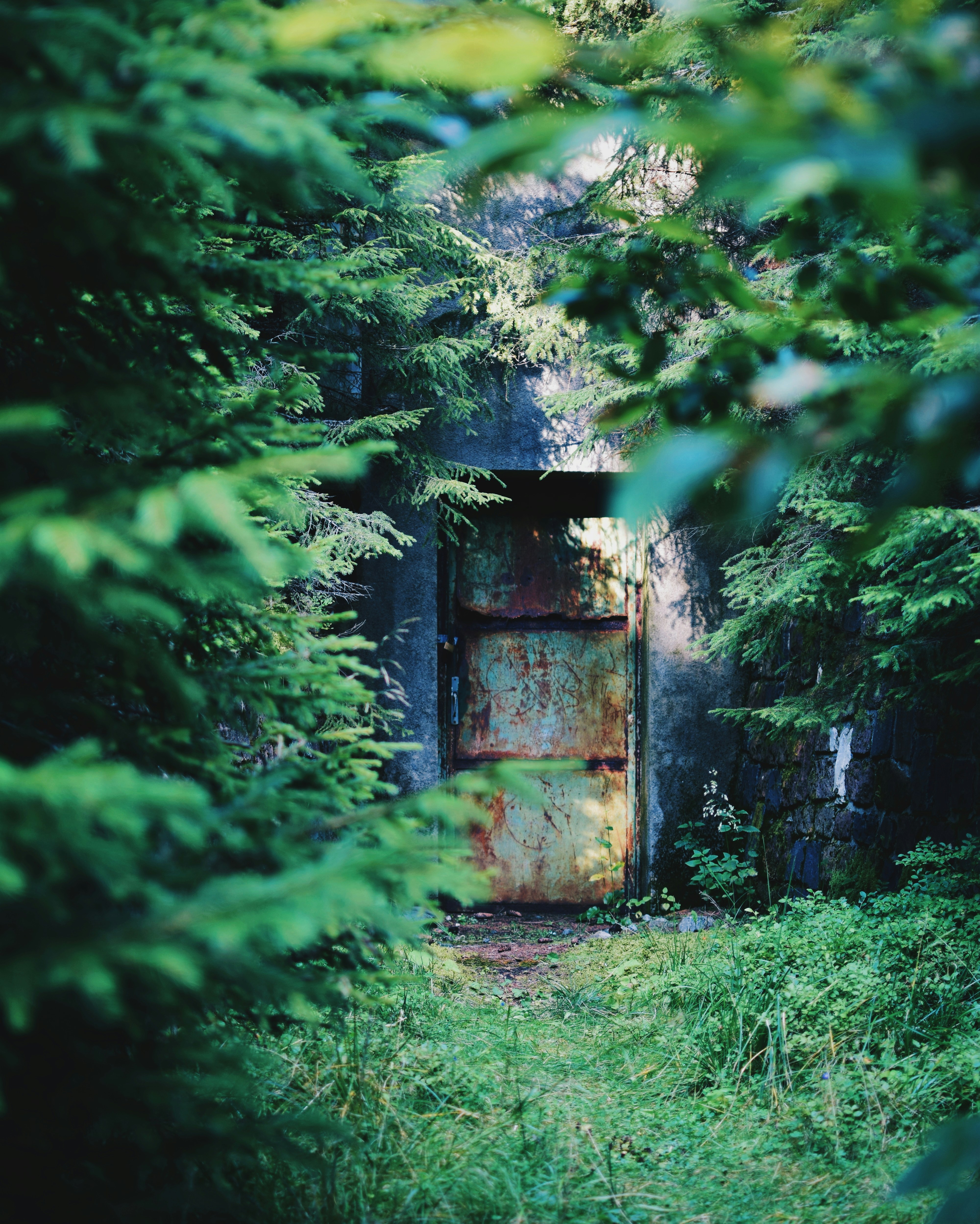 Дверь в лес