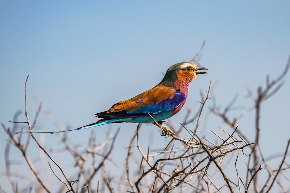 orange and blue bird on tree branch