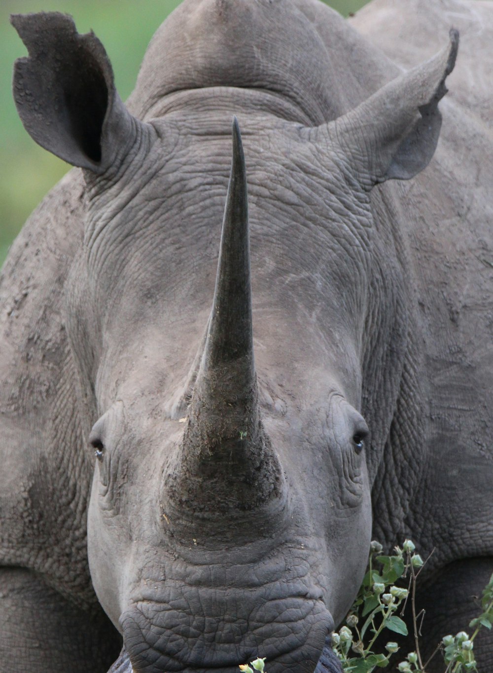 close up photography of gray rhino at daytime