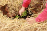 Close-up of hands planting seeds in soil, symbolizing growth and renewal.