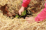 Close-up of hands planting young saplings in rich soil with a subtle green background.