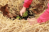 Two hands wearing red sleeves are gently planting a small green seedling into dark soil. The ground is covered with straw, creating a natural and organic environment. The focus is on the nurturing act of planting.