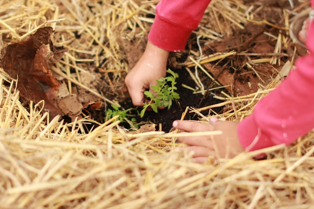 Two hands wearing red sleeves are gently planting a small green seedling into dark soil. The ground is covered with straw, creating a natural and organic environment. The focus is on the nurturing act of planting.