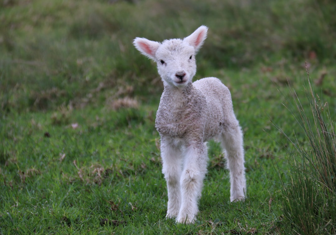 White baby goat