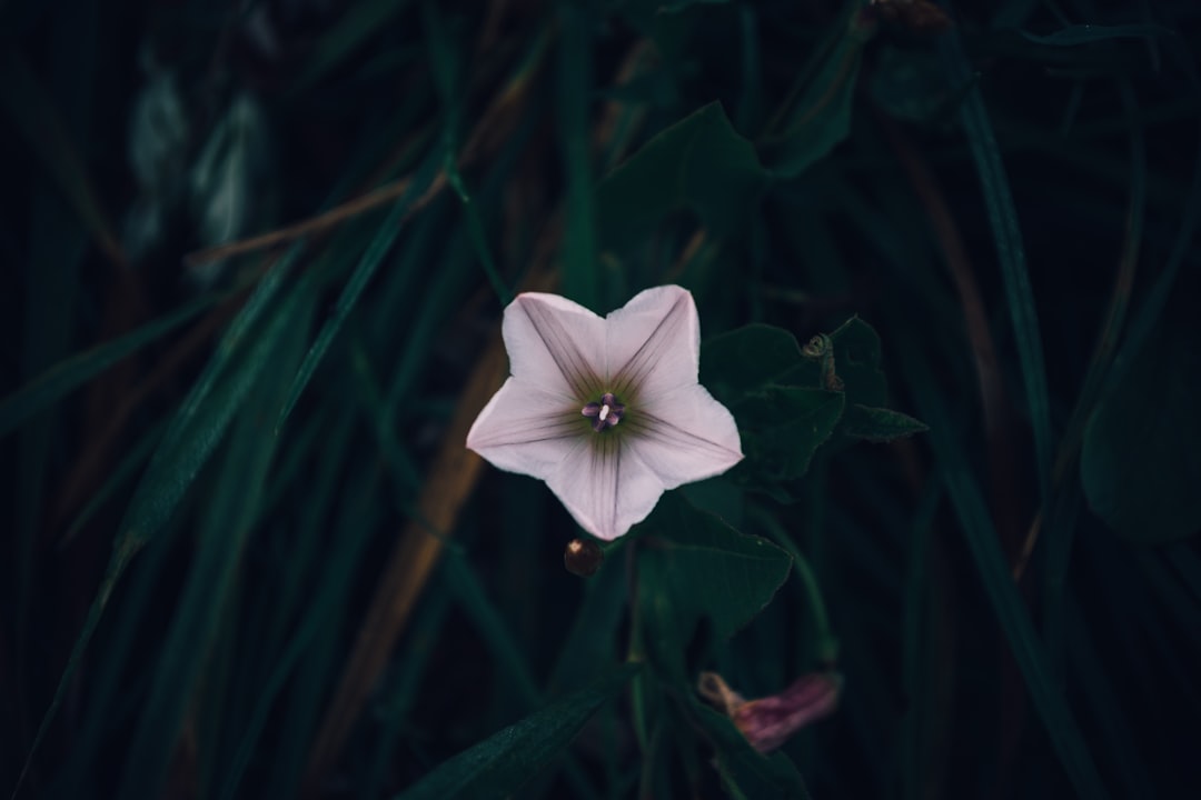 white petaled flower