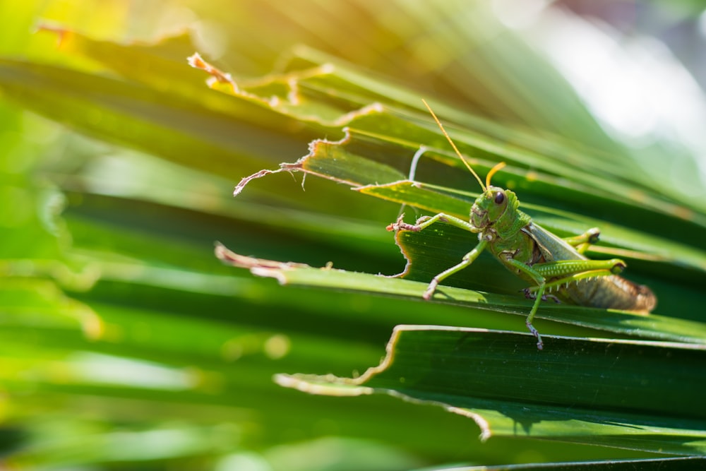 green grasshopper on the green leaf during daytime