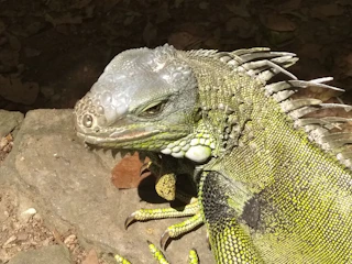 A colorful animated iguana basking on a sunlit tropical rock