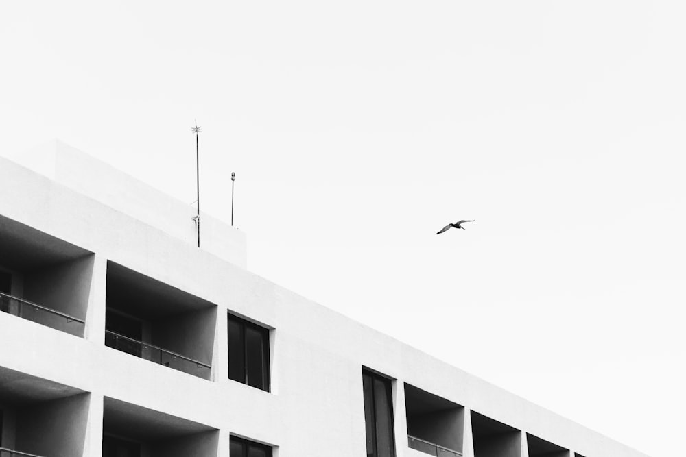 black bird under white clouds