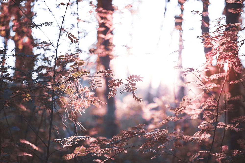 plants near trees with sun light ray