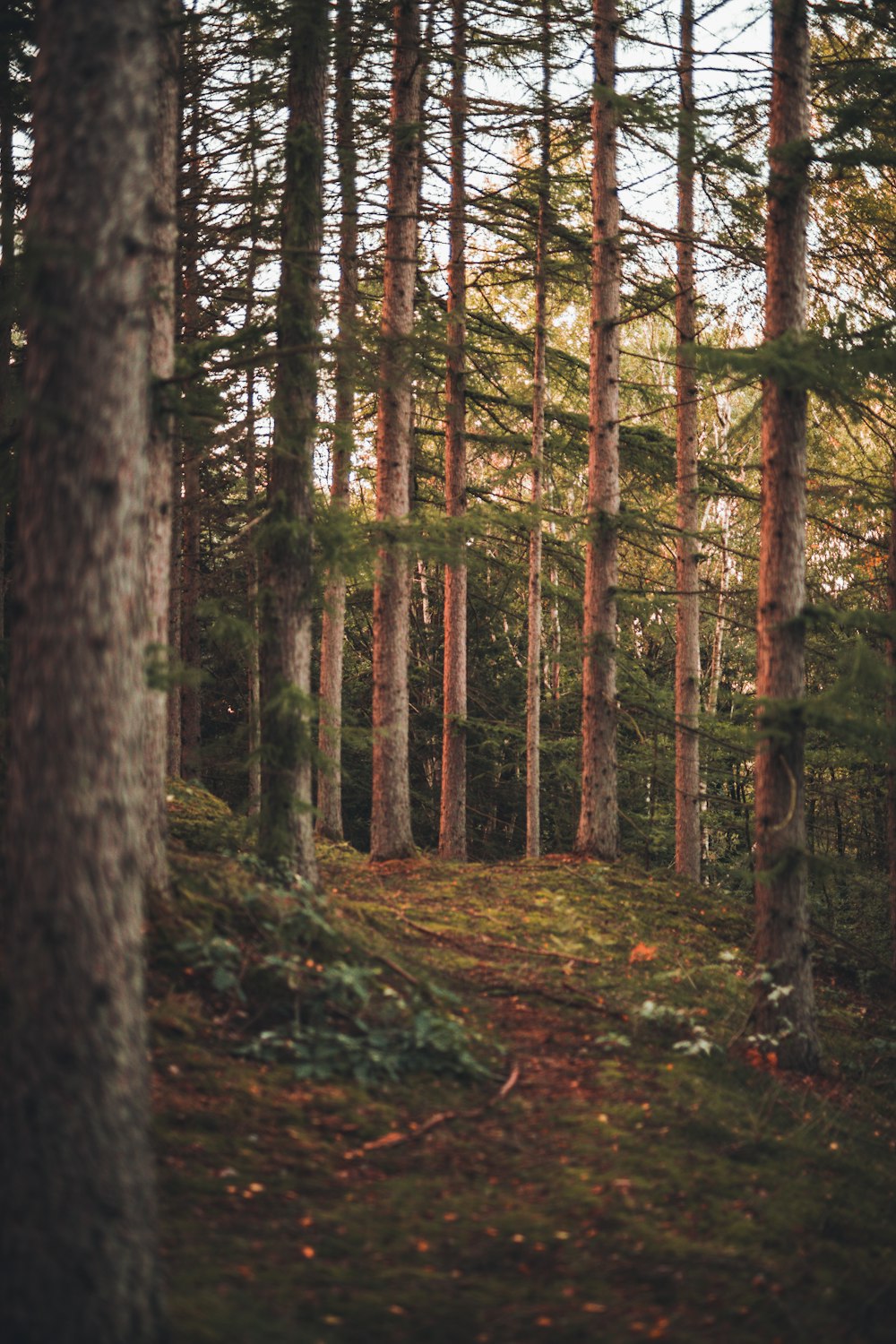 brown tree trunks