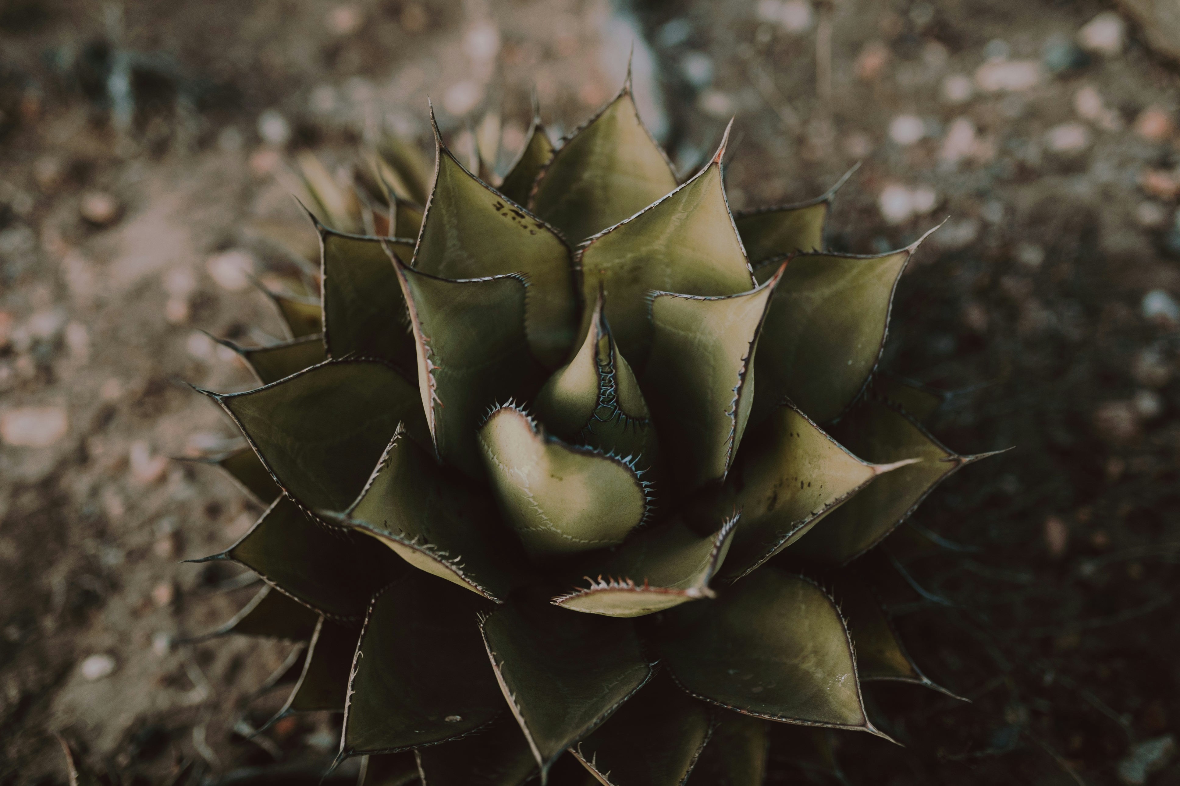 green and brown succulent plant during daytime